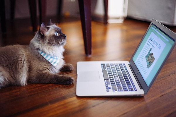 JavaScript para gatos